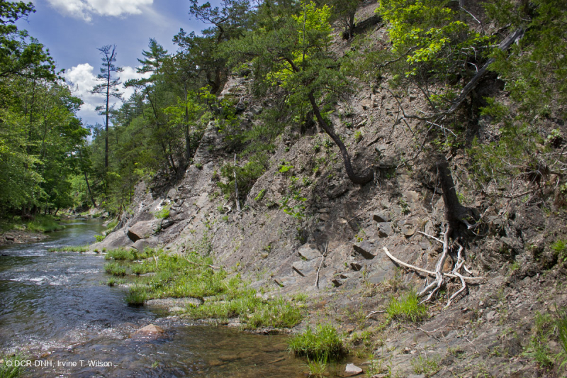 صخر الأبالاش الصخري القاحل الأوسط (النوع الجنوبي) - CEGL006562