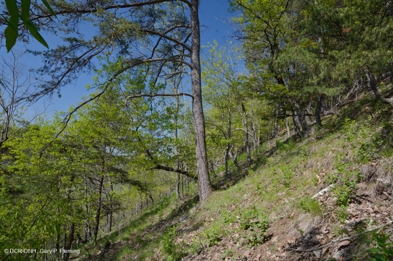 صخر الأبالاش الصخري القاحل الأوسط (النوع الجنوبي) - CEGL006562