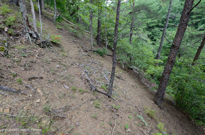 صخر الأبالاش الصخري القاحل الأوسط (النوع الجنوبي) - CEGL006562