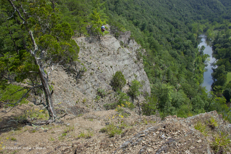 صخر الأبالاش الصخري القاحل الأوسط (النوع الجنوبي) - CEGL006562