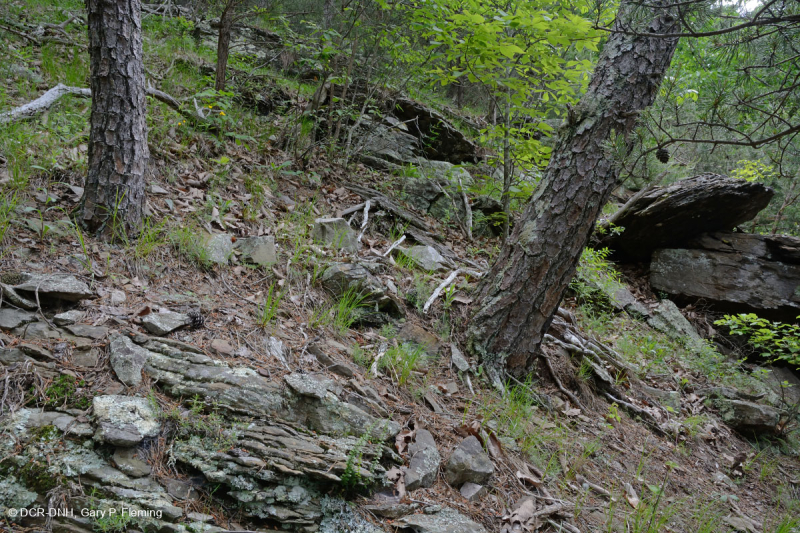 صخر الأبالاش الصخري القاحل الأوسط (النوع الجنوبي) - CEGL006562