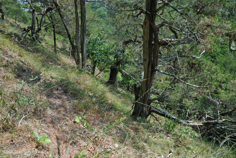 الصخر الجيري القاحل الصخري الجيري الأوسط - CEGL006037 (جزئيًا)