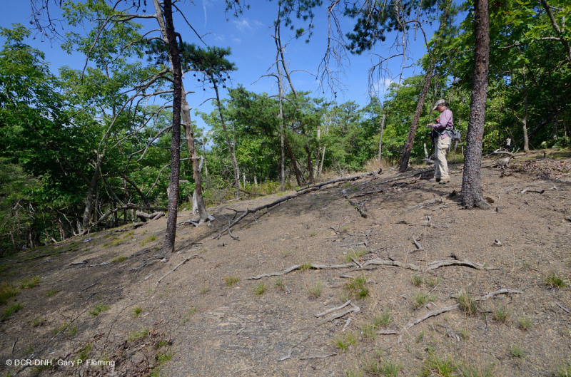صخر الأبالاش الصخري القاحل الأوسط (النوع الشمالي) - CEGL006288