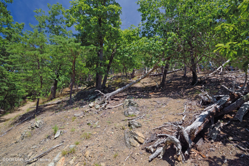 صخر الأبالاش الصخري القاحل الأوسط (النوع الشمالي) - CEGL006288