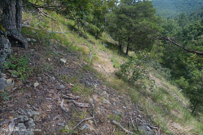 الصخر الجيري القاحل الصخري الجيري الأوسط - CEGL006037 (جزئيًا)