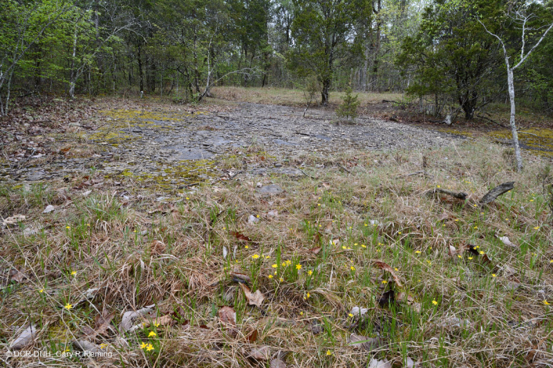 الحجر الجيري/الدولوستون القاحل (نوع الحافة الجنوبية والوادي) - CEGL005131