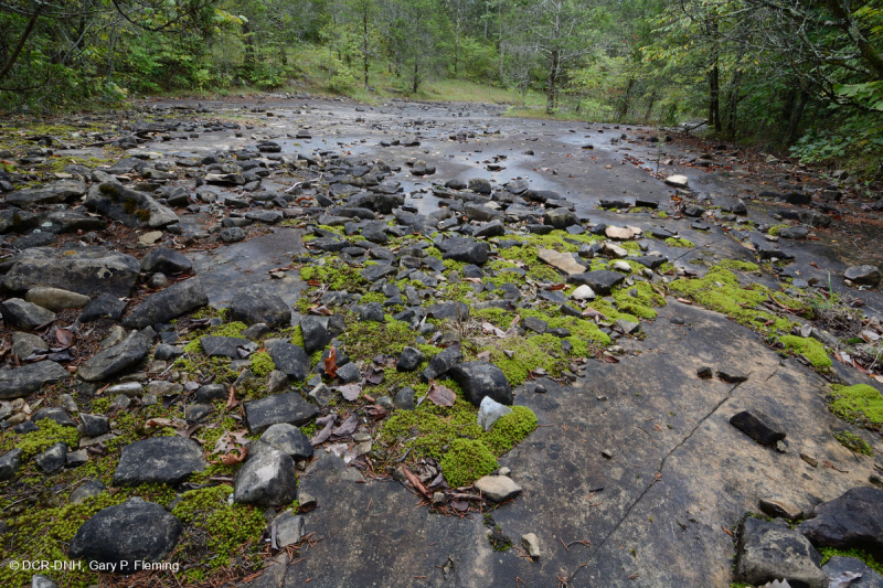 الحجر الجيري/الدولوستون القاحل (نوع الحافة الجنوبية والوادي) - CEGL005131