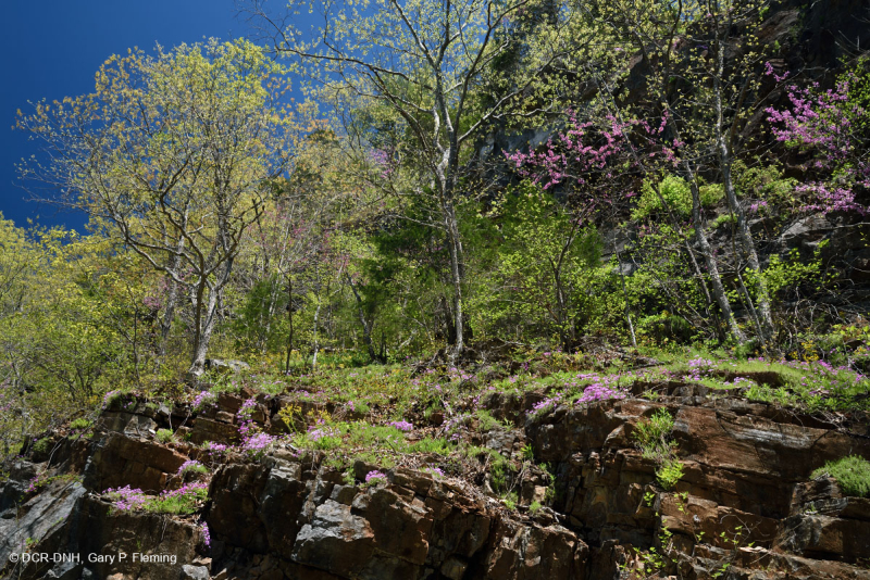 بلوط شينكوابين أبالاشيا الوسطى - غابات البلوط الأحمر الشرقية - CEGL006231