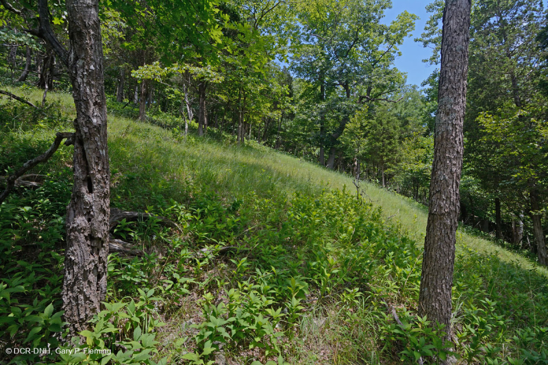 غابات التلال والأودية الدولوستونية - CEGL006030