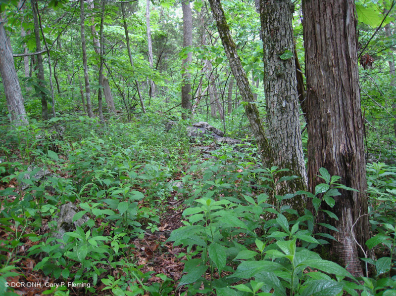 بلوط شينكوابين أبالاشيا الوسطى - غابات البلوط الأحمر الشرقية - CEGL006231