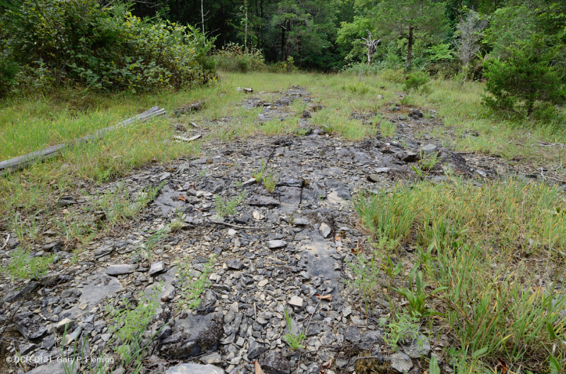 الحجر الجيري السنوي المسطح الصخري المسطح القاحل - CEGL007073