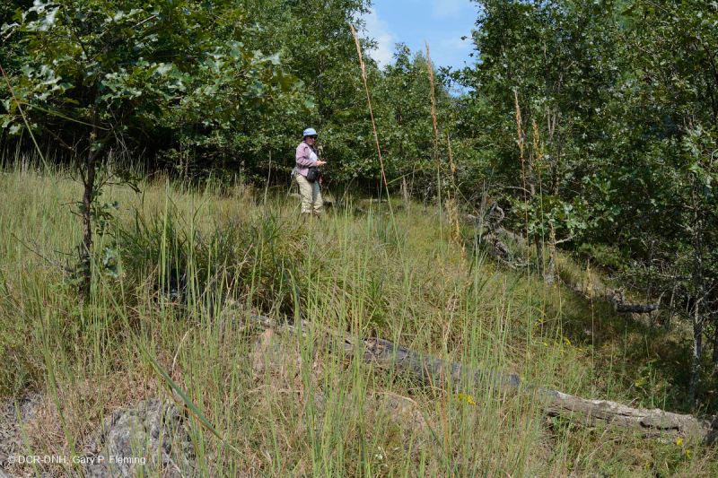 غابات جنوب بلو ريدج الجنوبية بلو ريدج فوق الصخرية - CEGL004968