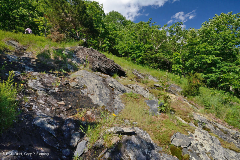 جنوب بلو ريدج بلو ريدج القاحلة المافيكية المنخفضة الارتفاع - CEGL006215