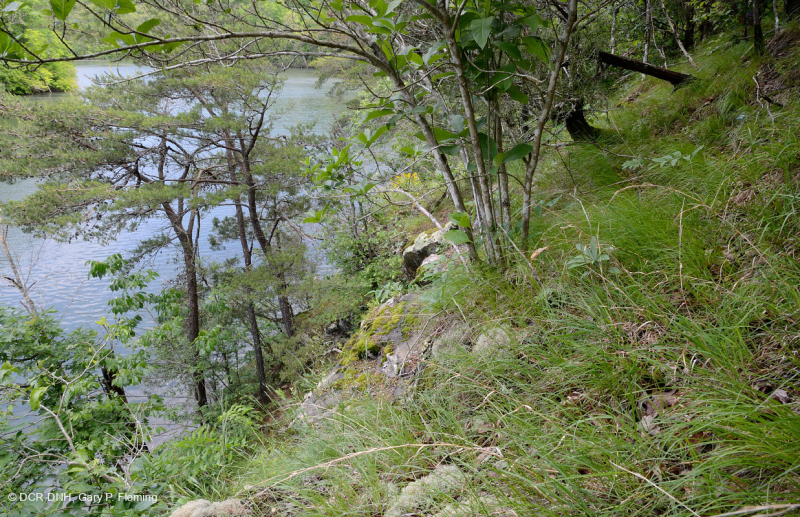 جنوب بيدمونت مافيك / جيرية قاحلة - CEGL004443