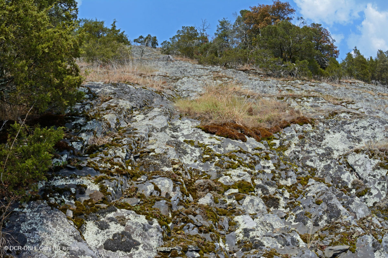 بيدمونت مافيك بارين - CEGL006294