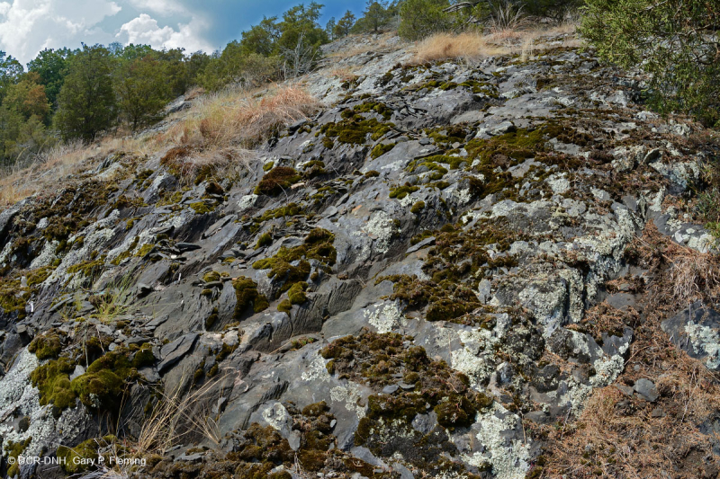 بيدمونت مافيك بارين - CEGL006294