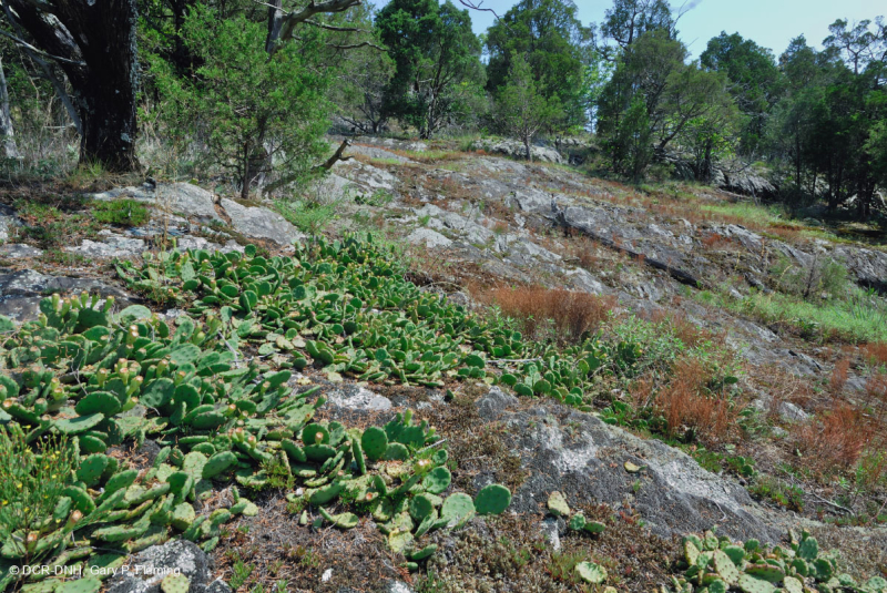 بيدمونت مافيك بارين - CEGL006294