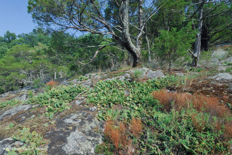 بيدمونت مافيك بارين - CEGL006294