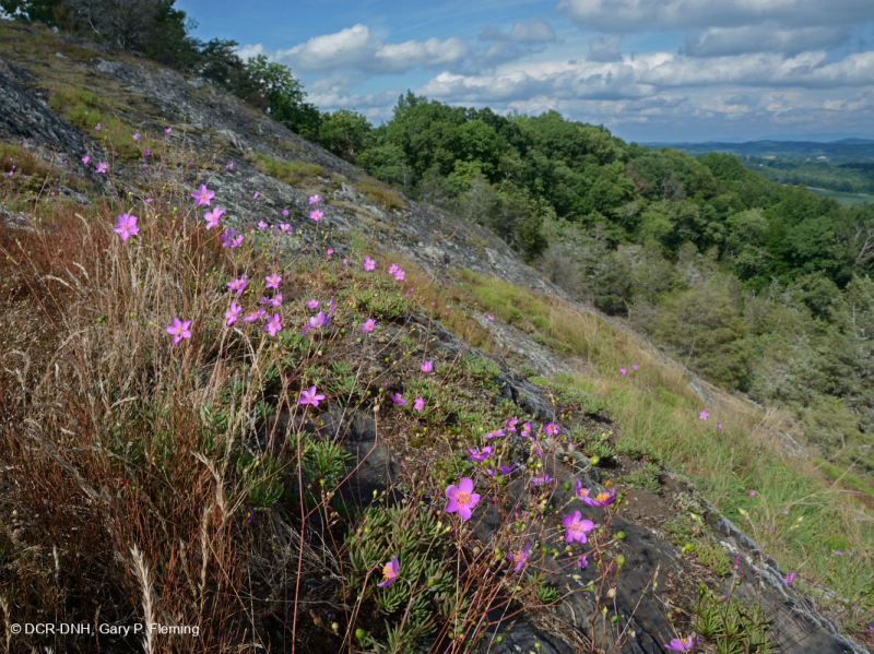بيدمونت مافيك بارن - CEGL006294