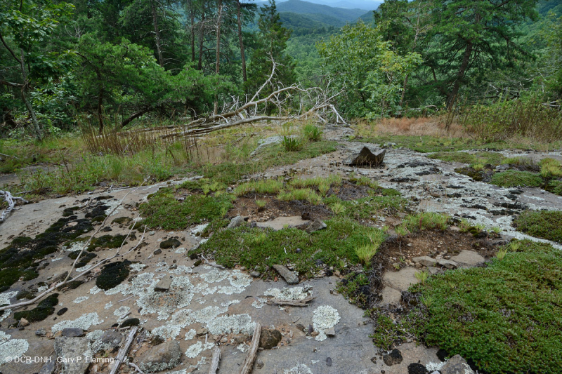 بيدمونت مافيك بارين - CEGL006294