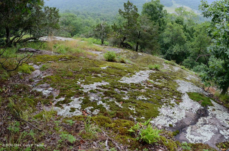 بيدمونت مافيك بارين - CEGL006294