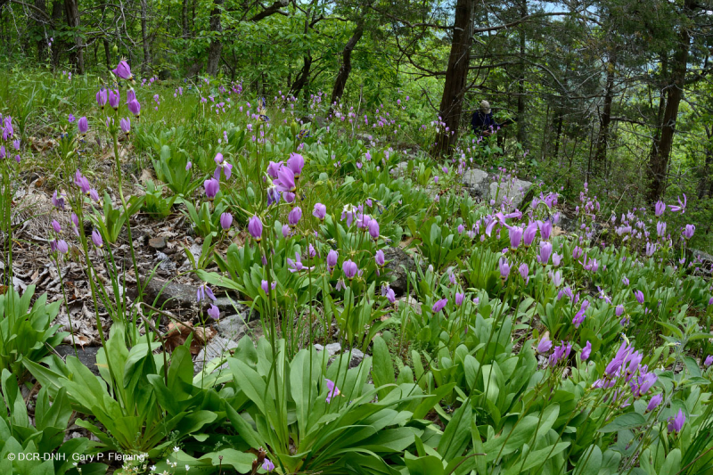جرداء مافيك/كلسي جيري وسط جبال الأبلاش (نوع منخفض الارتفاع) - CEGL006037 (جزئيًا)