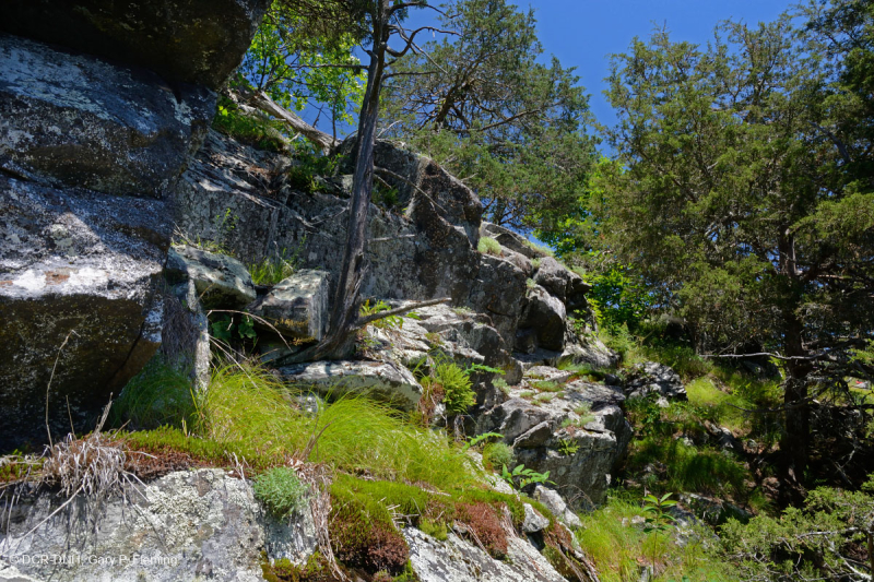 جرداء مافيك/كلسي جيري وسط جبال الأبلاش (نوع منخفض الارتفاع) - CEGL006037 (جزئيًا)