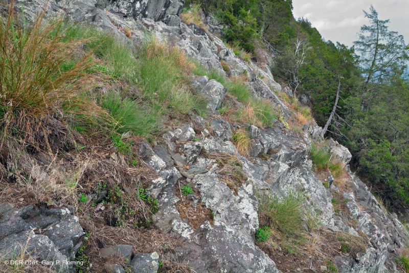 جرداء مافيك/كلسي جيري وسط جبال الأبلاش (نوع منخفض الارتفاع) - CEGL006037 (جزئيًا)