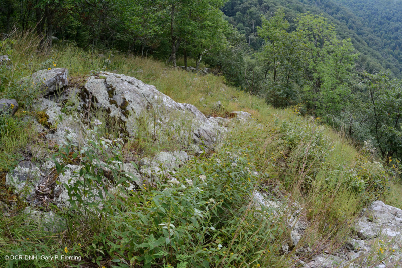 مافيك الأبلاش الوسطى/الجيرية القاحلة الجيرية (نوع الارتفاع المتوسط) - CEGL008529