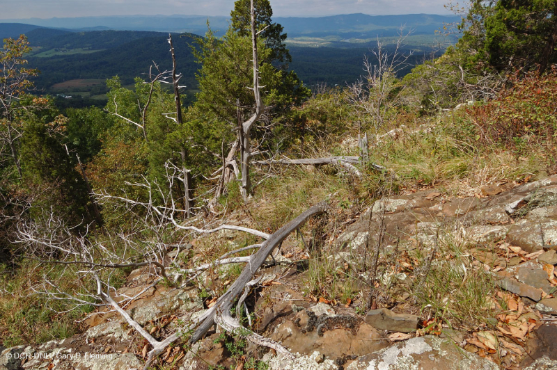 جرداء مافيك/كلسي جيري وسط جبال الأبلاش (نوع منخفض الارتفاع) - CEGL006037 (جزئيًا)