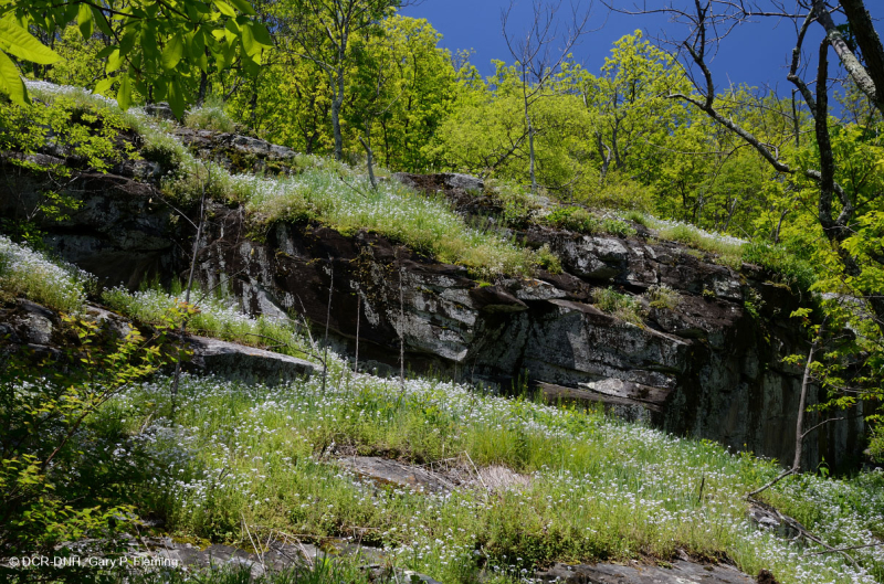 مافيك الأبلاش الوسطى/الجيرية القاحلة الجيرية (نوع الارتفاع المتوسط) - CEGL008529