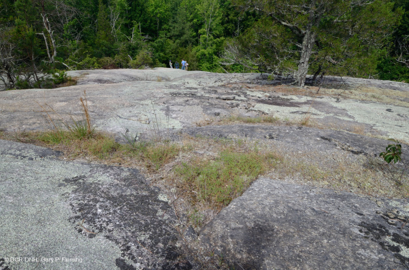 صخر بيدمونت الصخري المسطح الغرانيتي - CEGL003857