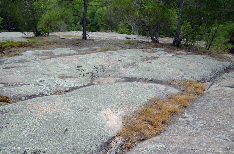 صخر بيدمونت الصخري المسطح الغرانيتي - CEGL003857