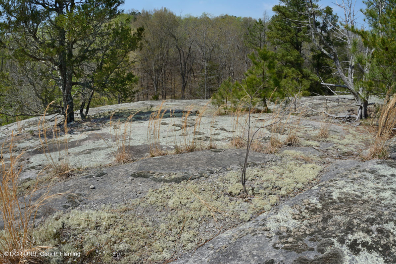 الصخور المسطحة الغرانيتية في بيدمونت - CEGL003857