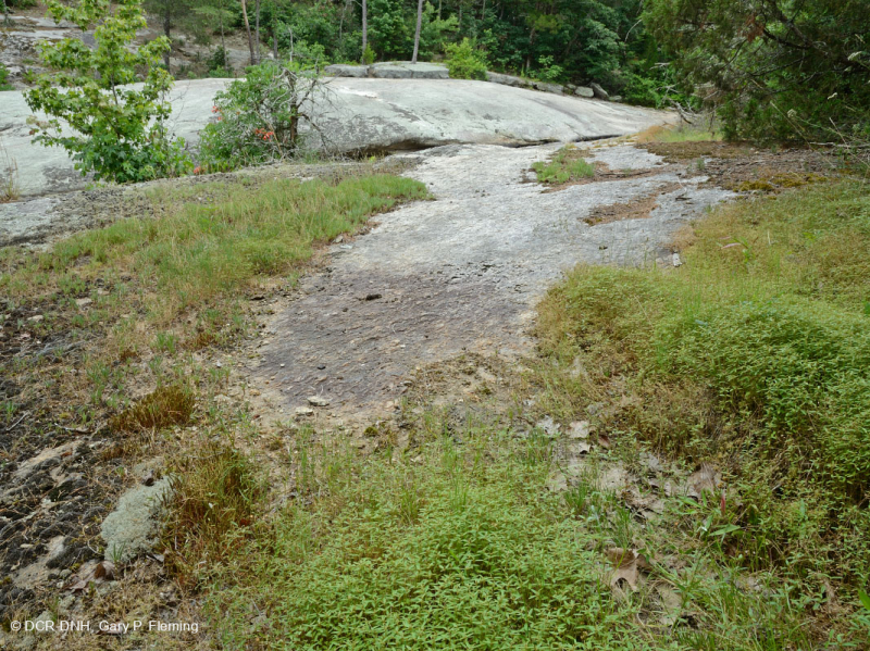 صخر بيدمونت الصخري المسطح الغرانيتي - CEGL003857