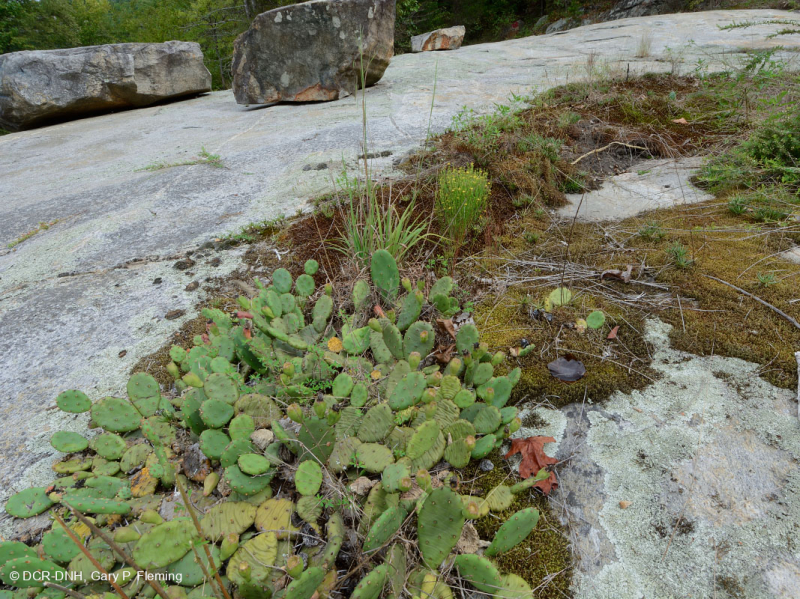 الصخور المسطحة الغرانيتية في بيدمونت - CEGL003857