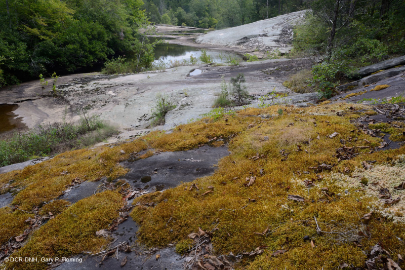 الصخور المسطحة الغرانيتية في بيدمونت - CEGL003857