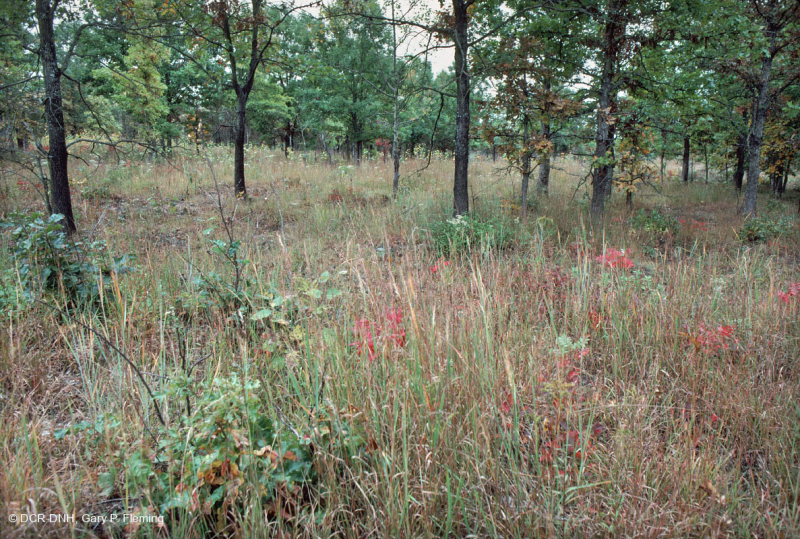 غابات البلوط الحمضي/غابات الجوز الحمضية/ السافانا - CEGL003722