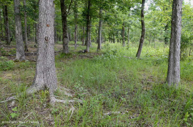 غابات البلوط الحمضي/غابات الجوز الحمضية/ السافانا - CEGL003722