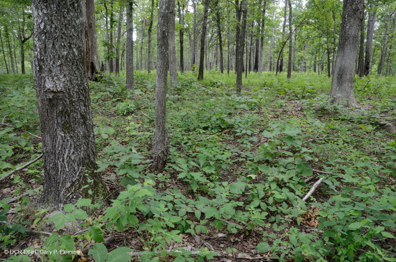 غابات البلوط والجوز الأساسية / السافانا - CEGL003721