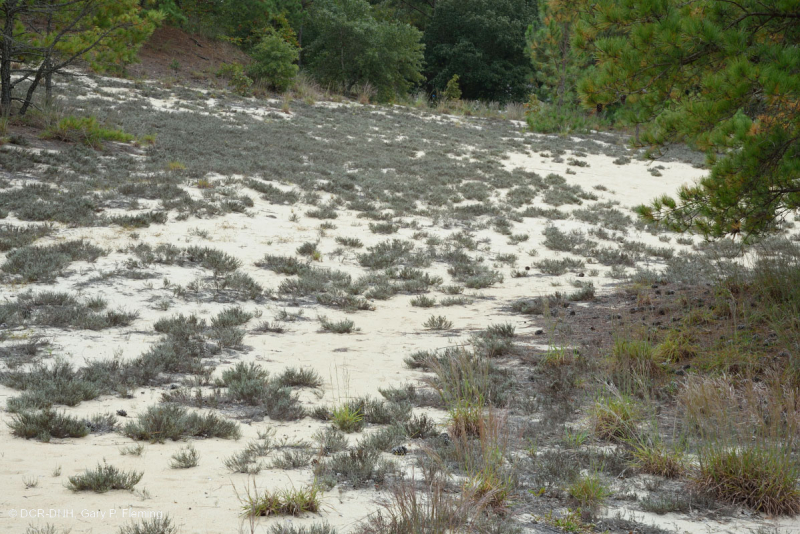 شجيرة الكثبان الرملية القزمية الهذر الرملية - CEGL003950