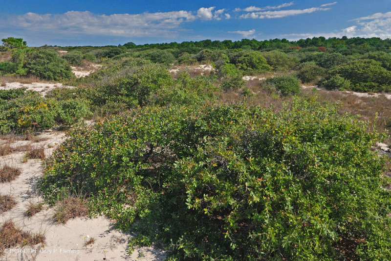 كثبان البلوط الحي الكثبان الرملية - CEGL003833