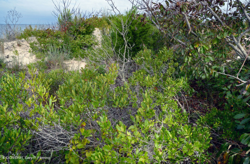 شجيرة الكثبان الرملية الشمالية - CEGL003881