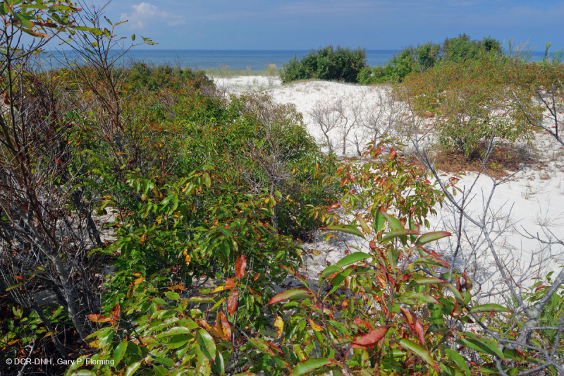 شجيرة الكثبان الرملية الشمالية - CEGL003881