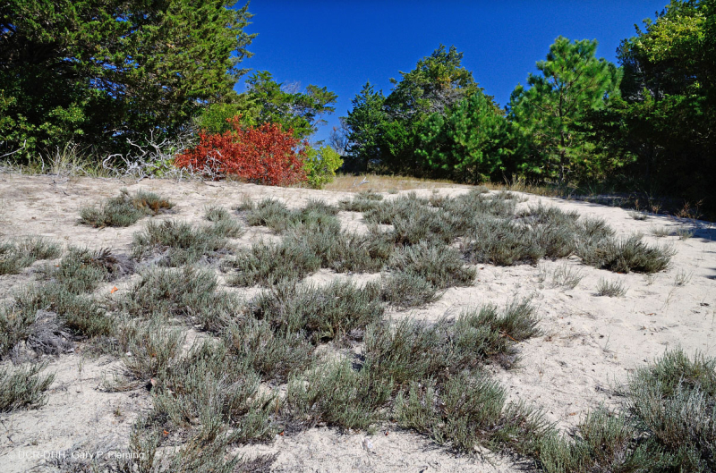 شجيرة الكثبان الرملية القزمية الهذر الرملية - CEGL003950