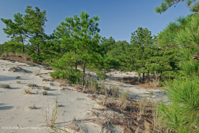 أشجار الصنوبر اللوبلي/غابات الكثبان الرملية - CEGL006052