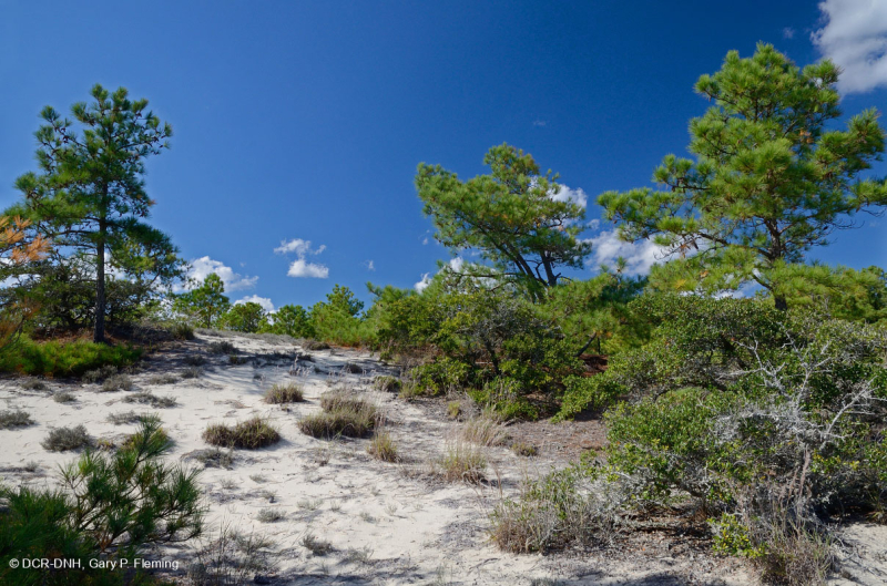 أشجار الصنوبر اللوبلي/غابات الكثبان الرملية - CEGL006052