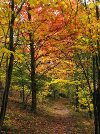 لقطة درب الخريف.