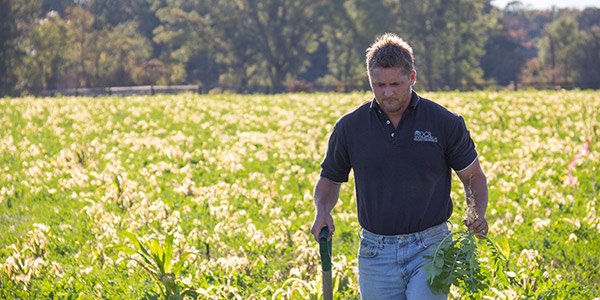 موظف DCR في أحد الحقول