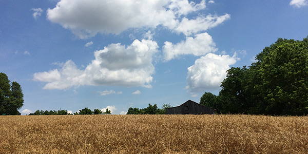 حقل المزرعة